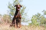 DOBERMANN 792